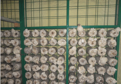 蘑 菇 網(wǎng) 片